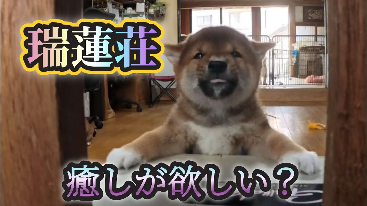 【瑞蓮荘】最高の癒しに会える瑞蓮荘😍