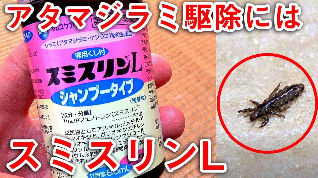 閲覧注意 アタマジラミ駆除にはスミスリンlが効果的 Discovery Of Louse Youtube