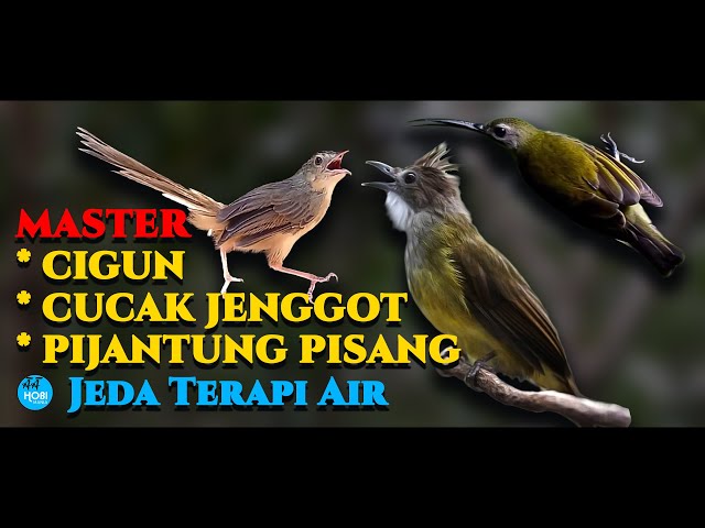 MASTER CIGUN CUCAK JENGGOT PIJANTUNG PISANG Jeda Terapi Air class=