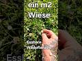 #m2 #wild #wildkräuter #Pflanzen #germany #wald #draußen #outdoors #survival #green #wachsen #yes