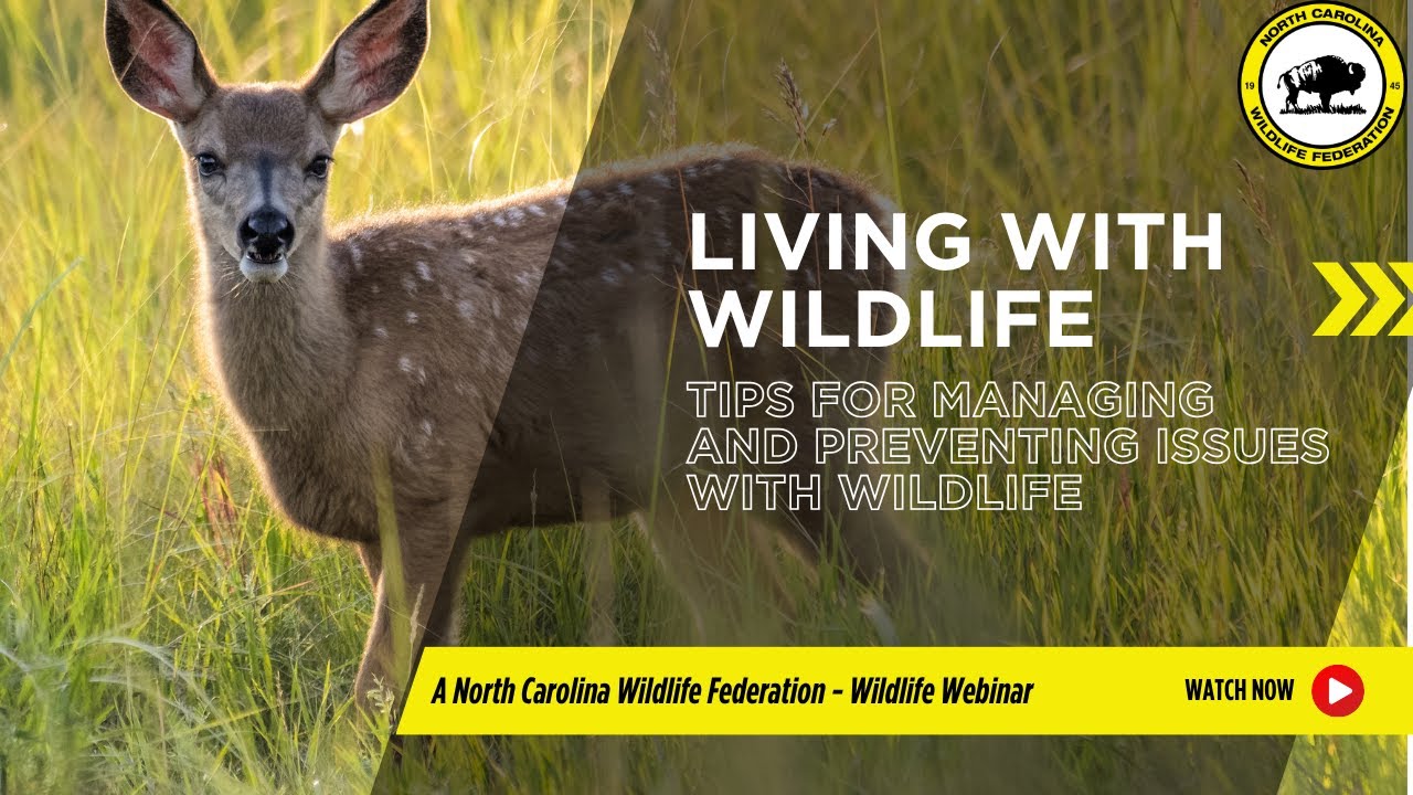 Living with Wildlife: Tips for Managing and Preventing Issues with Wildlife | NC Wildlife