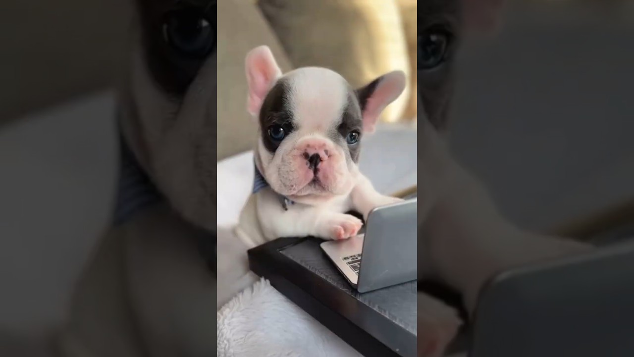 This Dog Is Too Cute To Handle ♥️