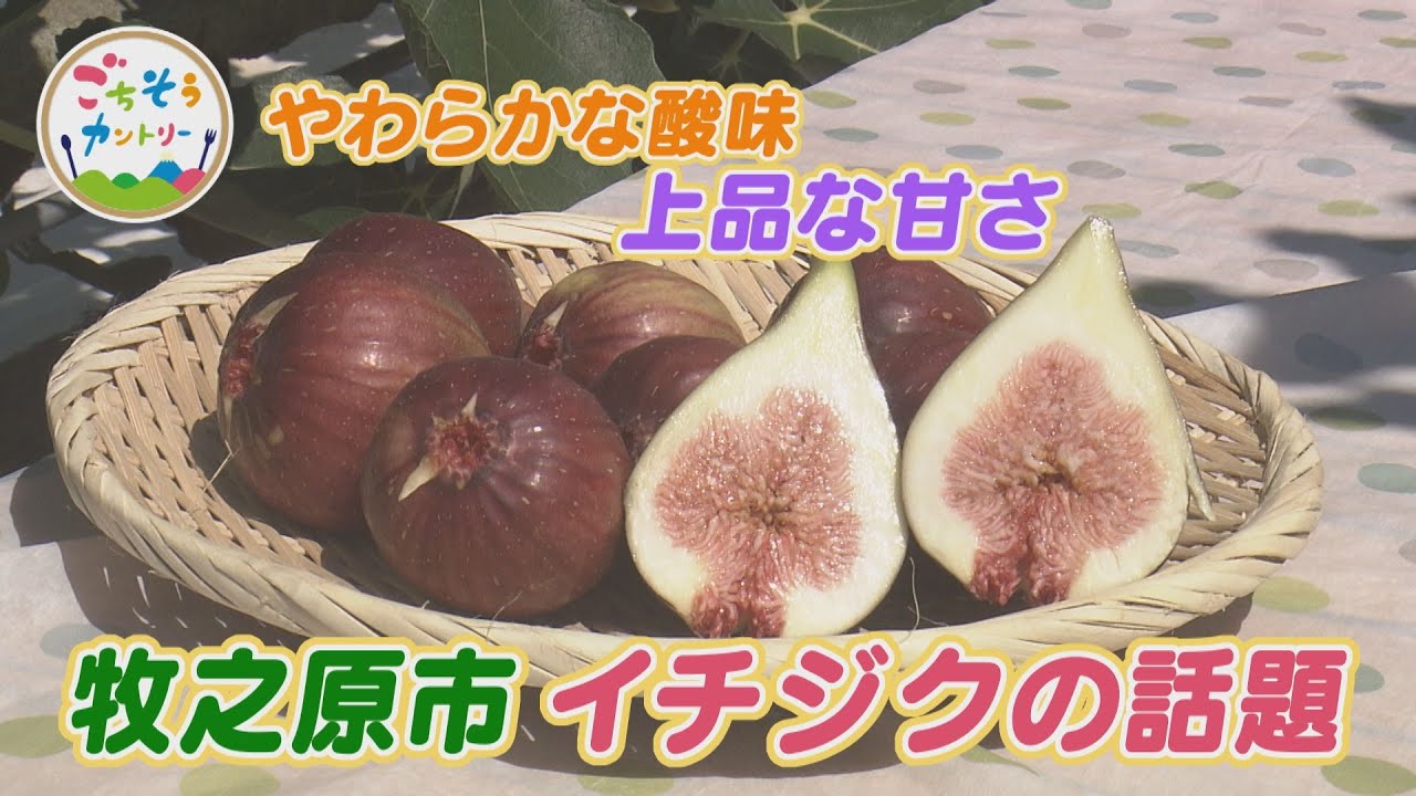 ごちそうカントリー～上品な甘さとほどよい酸味！牧之原市から「イチジク」の話題～