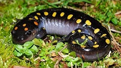 A Solar Salamander