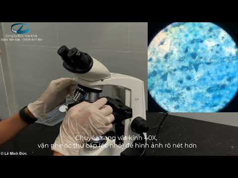 Video Quan sát tế bào biểu bì da ếch trên kính hiển vi quang... - youtube