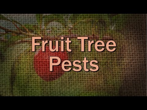 Video: Nectarine Fruit Tree Spray - Scopri lo spray per alberi da frutto per le nettarine