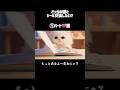 【asmr】優雅に猫とシール交換ASMR お気に入りのシール帳は?🐱 #asmr #ai #cat #relax #シール交換 #シール帳