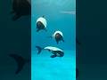 《鳥羽水族館》とばすいのイロワケイルカたちと一緒に遊びませんか？☺️🙌🏻🤍🖤 #鳥羽水族館 #イロワケイルカ #水族館 #aquarium #animals #dolphin