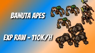 TIBIA HUNTS - [BANUTA APES - 28+] - 110K/h Exp RAW