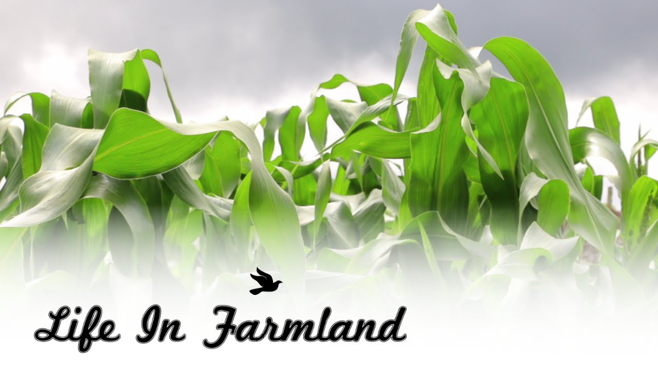 What happen when I put fresh chicken manure on Corn YouTube