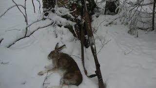 Охота на зайца с гончими 14.10.13 - Hunting the hare with dogs 14.10.13