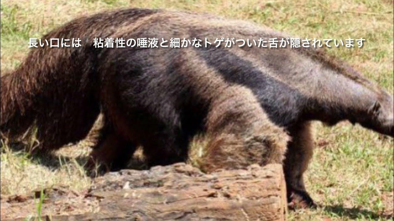 アリクイ YouTube