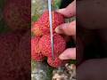Beautiful fresh fruit cutting - enjoy nature.🍎🍇🍓🍏🍒#fruit#fruitcutting#gardening#shorts