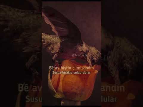 Dino-gula dılemın..