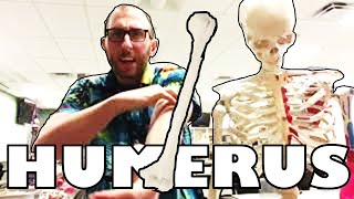 Humerus Anatomy Net Worth