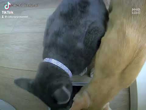 24 Hours in 43 Seconds of our cats' life thanks to O Sitter from HHOLOVE