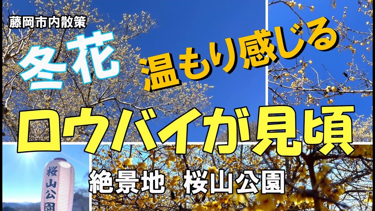 美松運送 冬に咲く桜山公園のロウバイが見頃 Ilove藤岡市 物流業 運送業 倉庫業 Youtube