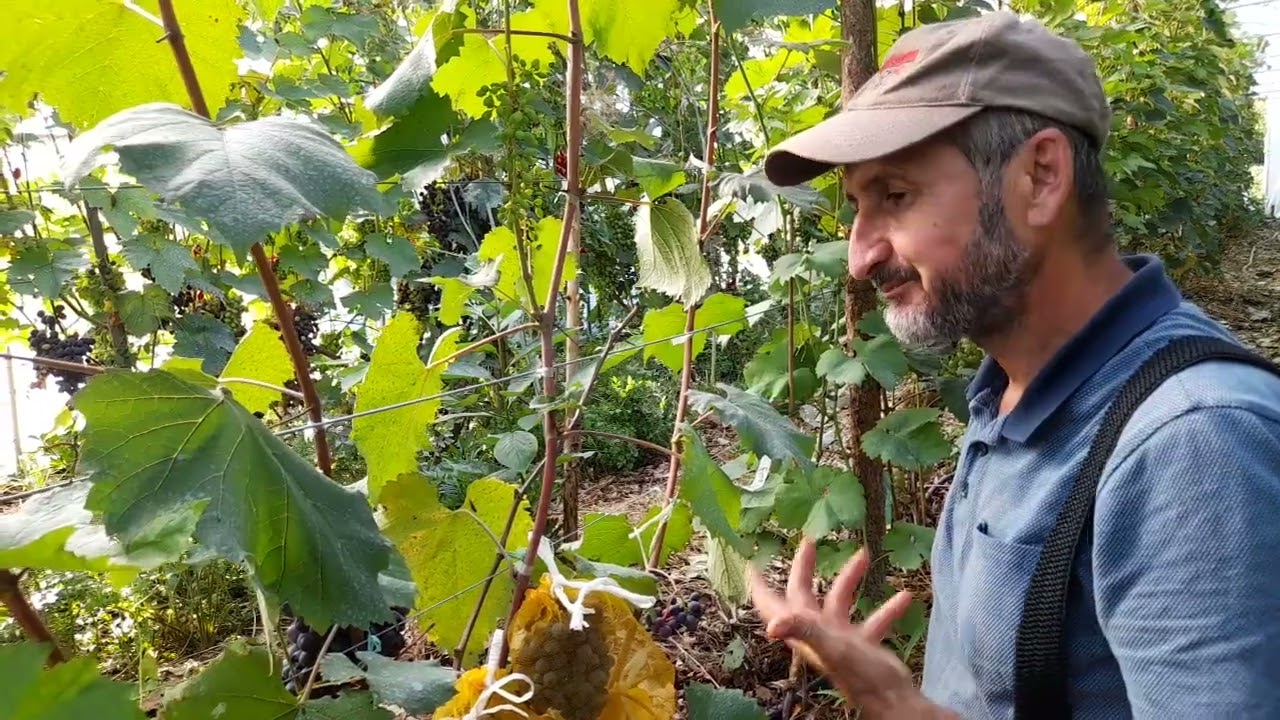 Stuguri Jupiter   un gust uimitor de bun