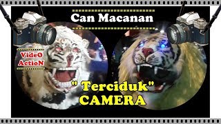 CAN MACANAN Taken KAMERA - Can Action Macanan Madura | Madura Lion Dance Action | HD.Video
