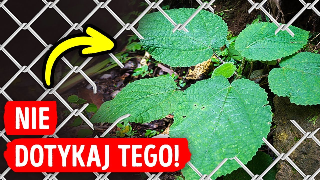 Jeśli zobaczysz tę roślinę, nigdy jej nie dotykaj + inne ukryte niebezpieczeństwa