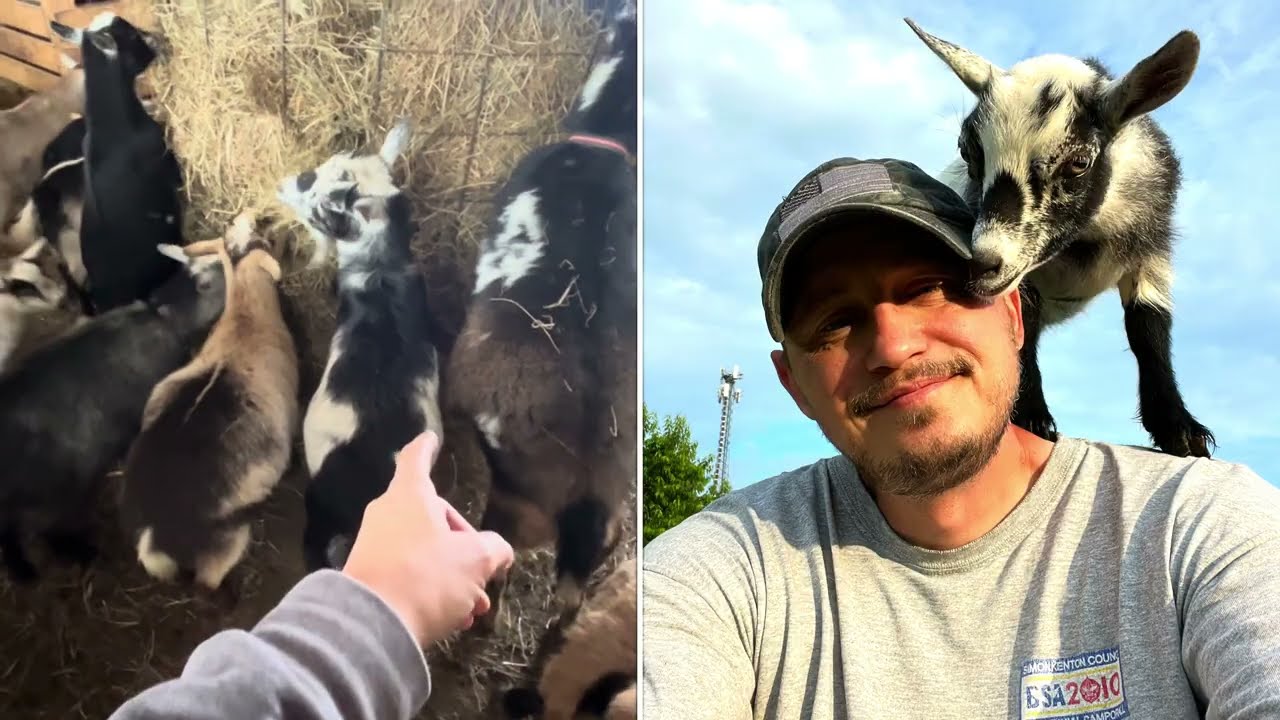 Bottle Babies Are NOT the Only Friendly Goats 🐐 | Farm Myths, Real Goats & Real Work
