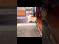 うちの犬の「おかえり」が見たくて早く帰りたくなる飼い主。 #ブルドッグまめ #まめりき #シニアブルドッグ