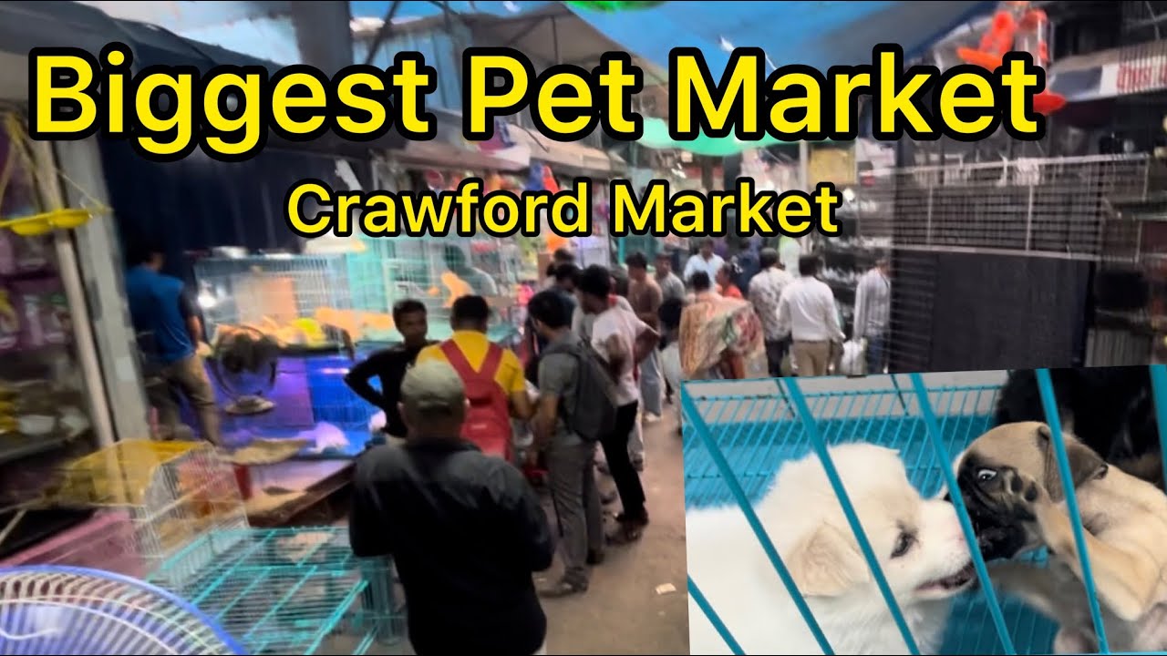 Crawford Market 2023 Biggest Per Market German Shepherd Persian