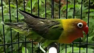 Lovebird konslet mesam mesem ngekek gaya robot
