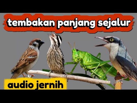 MASTERAN JAWARA BURUNG LOMBAHAN PELATUK BAWANG PETULAK JINGJING GEREJA TARUNG CILILIN SUARA JERNIH