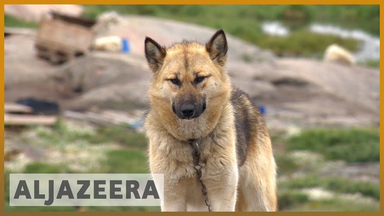 🇬🇱 التغير المناخي يهدد ثقافة كلاب الزلاجات في جرينلاند | الجزيرة الإنجليزية