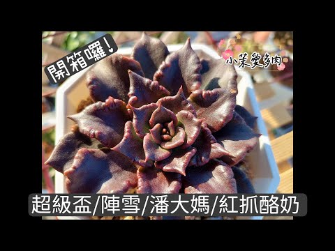 多肉開箱囉/修根上盆完整紀錄/超級盃(黑餃子皮)/陣雪/潘大媽/再冷都還是要玩多肉|多肉植物|小茉愛多肉|