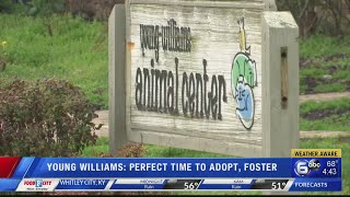 Young-Williams: Perfect time to adopts, foster animals