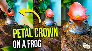 Lady Puts a Petal on Top of a Frog Making Her a Frog Princess