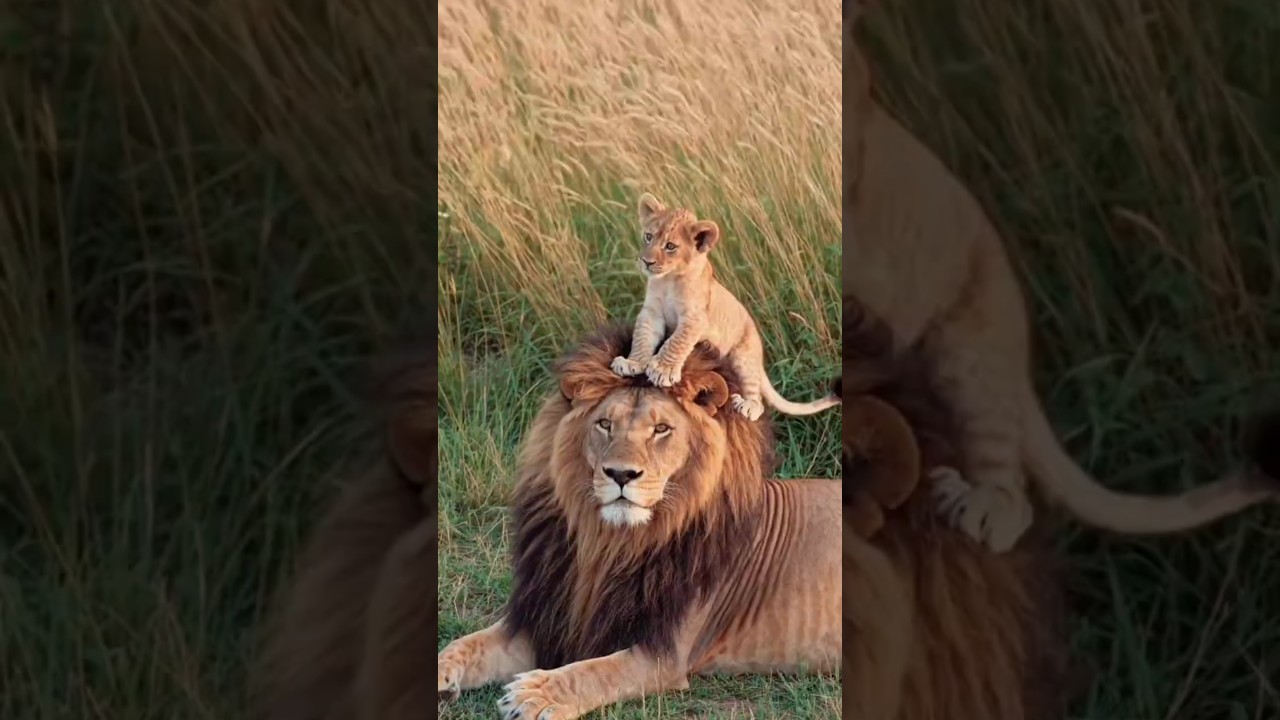 Lion Cub Wants Play With Dad | Kruger National Park 