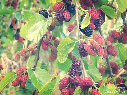 بيتي الحبيب ارسلت روحي الى داري تطوف بها