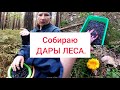 В лес на разведку. Набрала ягод и немного лисичек. Белорусская деревня.