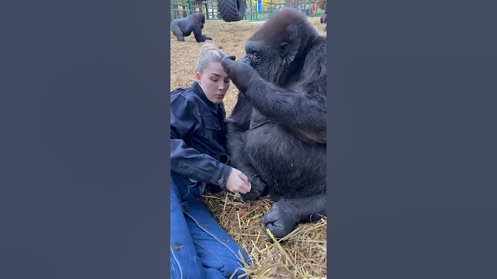 Woman is hanging out with Silverback Gorillas at her sanctuary!