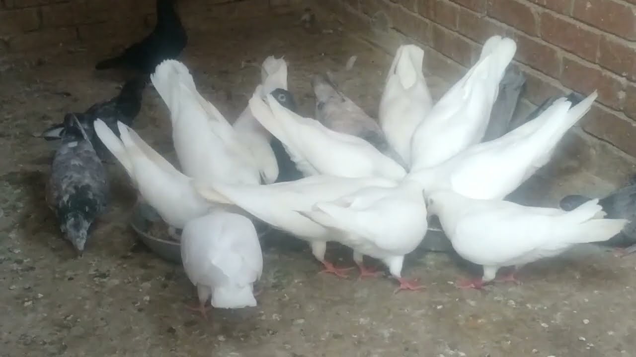 علف مجانا للحمام الازولا بطريقه مختلفه /زراعة