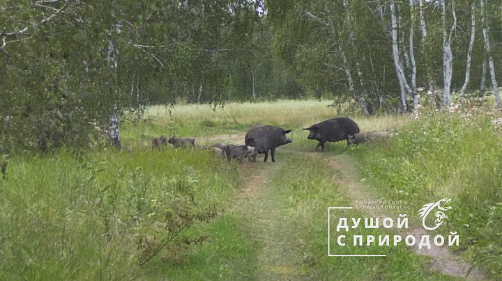 ДИКИЕ свиньи выгуливают своих поросят в Омской области.