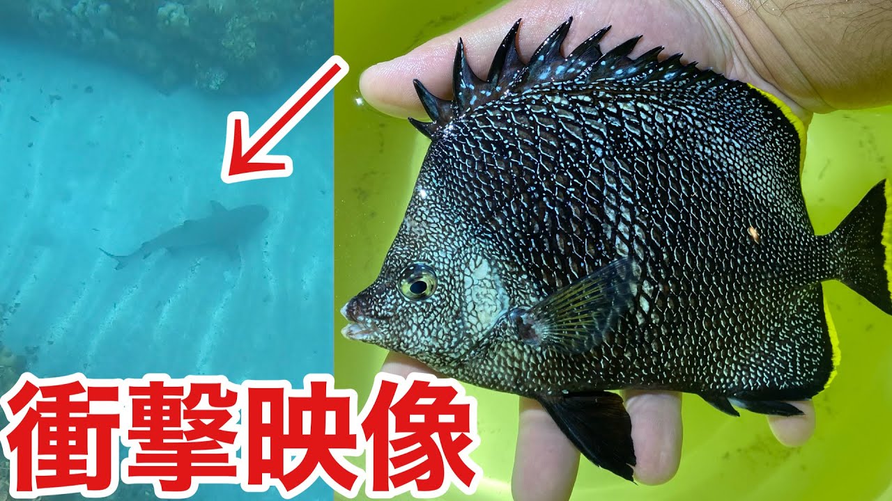 While being chased by a giant shark, he caught a luxury fish