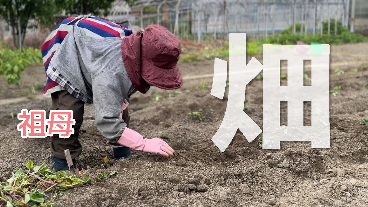 【畑の日】みんなで夏野菜を植えたよ〜〜！🍆🫑🍅🍠