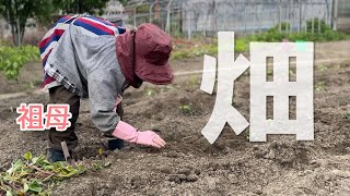 【畑の日】みんなで夏野菜を植えたよ〜〜！🍆🫑🍅🍠