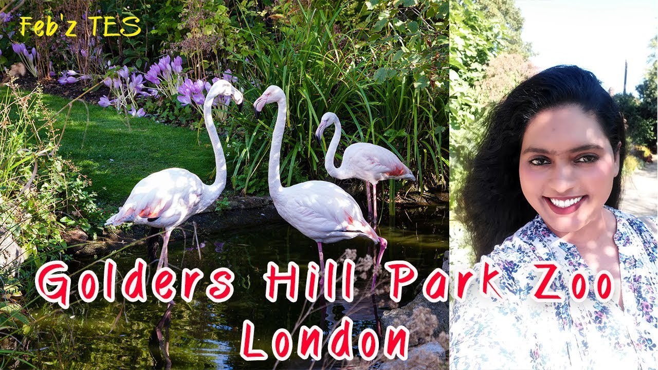 Golders Hill Park Zoo London YouTube