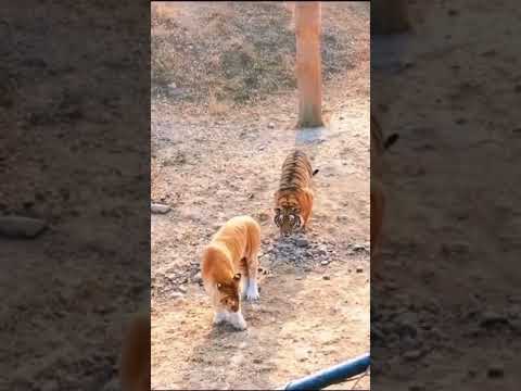 Male Tiger Attack on Female Golden Tiger