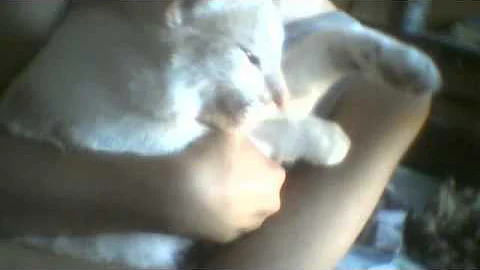 lamu and akio