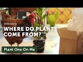 Where do our Plants Come From? Reverse Unboxing with Logee's featuring Kippee the Hen — Ep 155