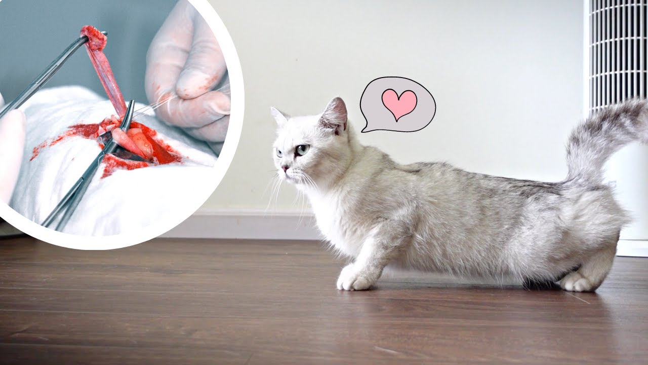 MÈO CÁI: Triệt Sản và Viêm Tử Cung - youtube