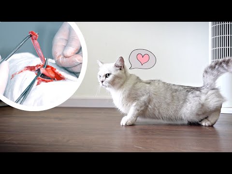 Video MÈO CÁI: Triệt Sản và Viêm Tử Cung - youtube