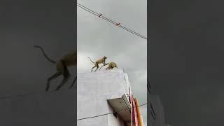 Roof-Top Monkey Madness Playful Primate Party