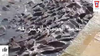 صيد السماك السامه وصيد السماك البلطي جديد اوقوي